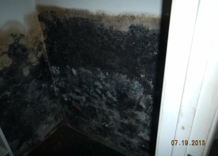 damaged interior wall with mold in arlington office